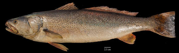 Image of Gray weakfish