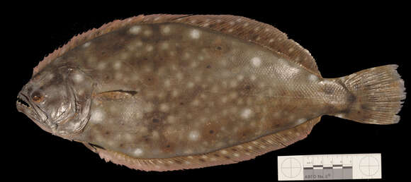 Plancia ëd Paralichthys dentatus (Linnaeus 1766)