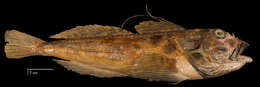 Image of Filamented sculpin