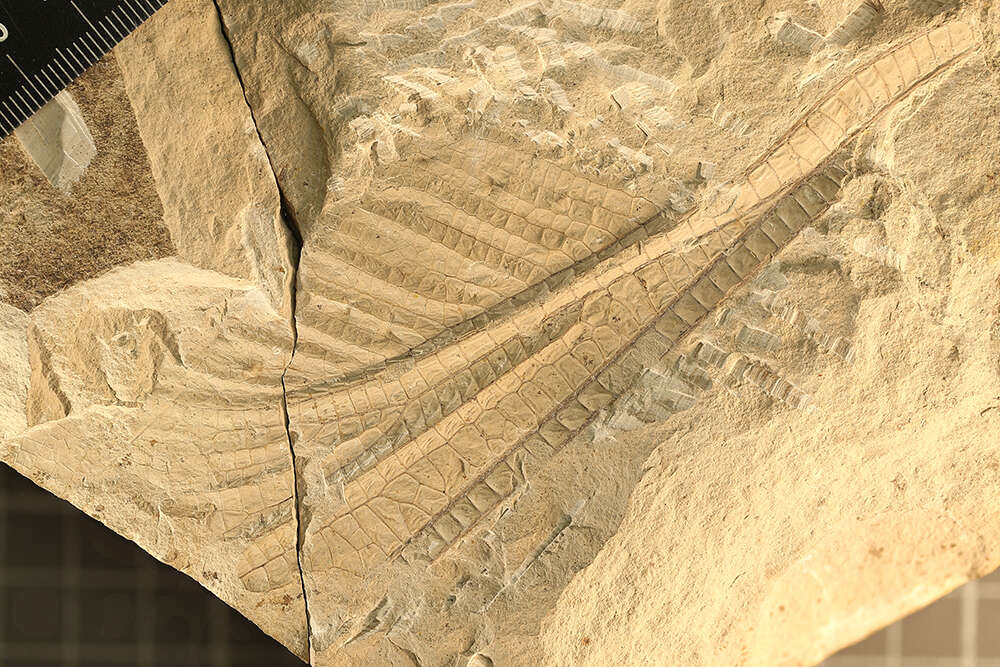 meganeuropsis permiana fossil