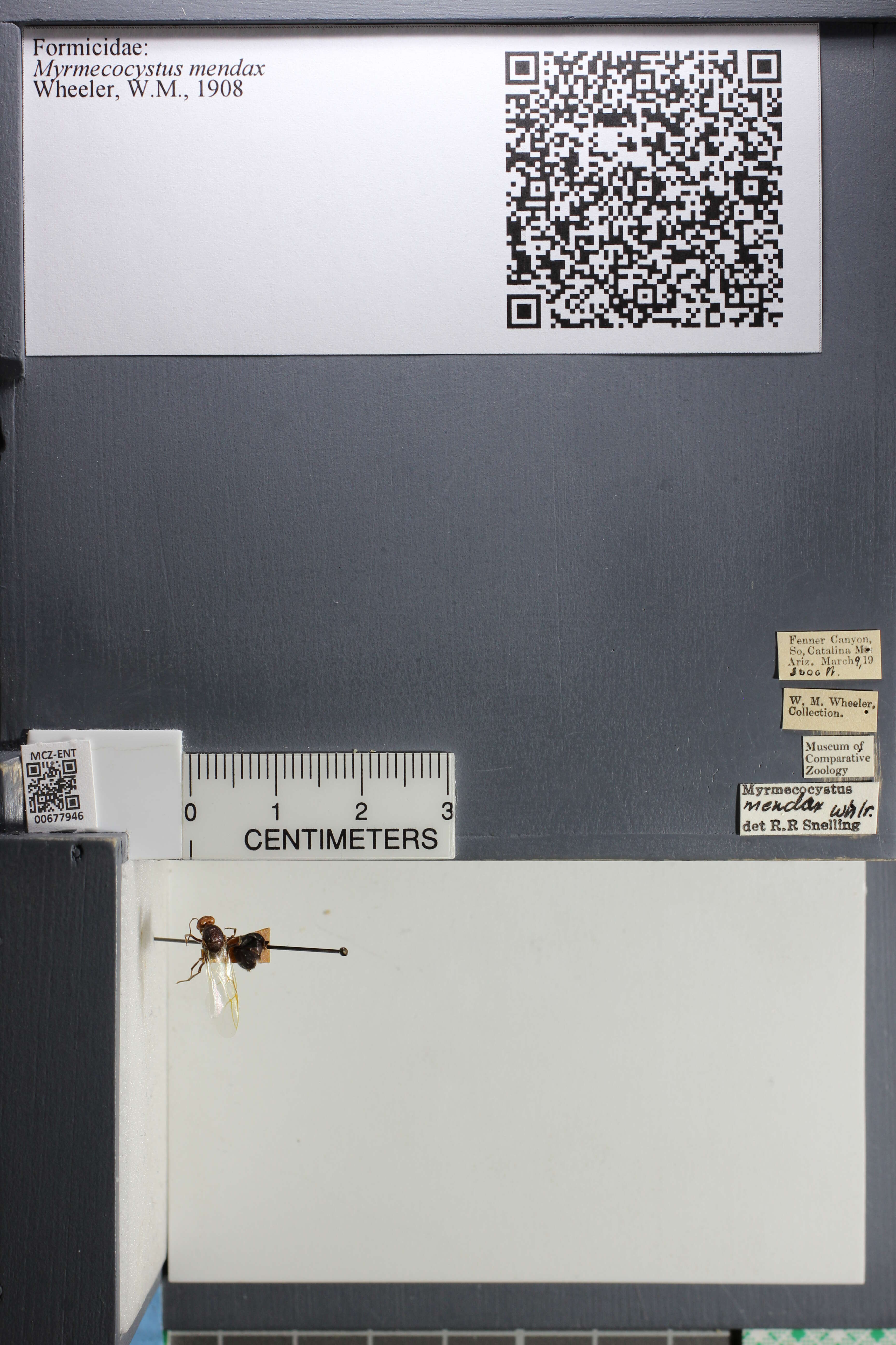 Image of Myrmecocystus mendax Wheeler 1908