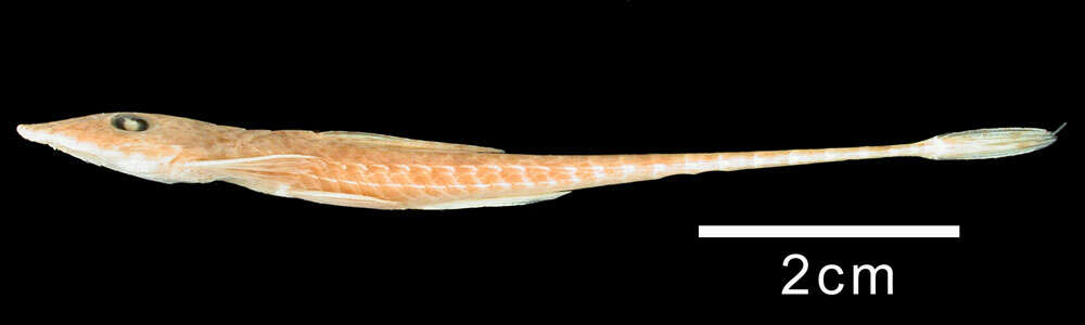 Image of Limatulichthys