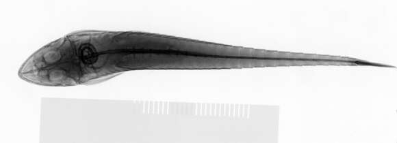 Image of Limatulichthys