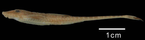 Image of Rineloricaria stewarti (Eigenmann 1909)