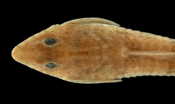 Image of Rineloricaria stewarti (Eigenmann 1909)