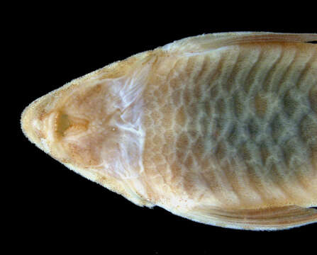 Image of Rineloricaria stewarti (Eigenmann 1909)