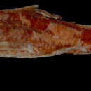 Cephalosilurus albomarginatus (Eigenmann 1912) resmi