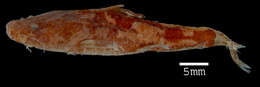 Image of Cephalosilurus albomarginatus (Eigenmann 1912)