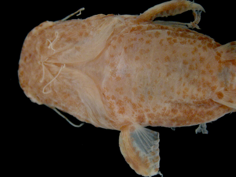 Image of Cephalosilurus