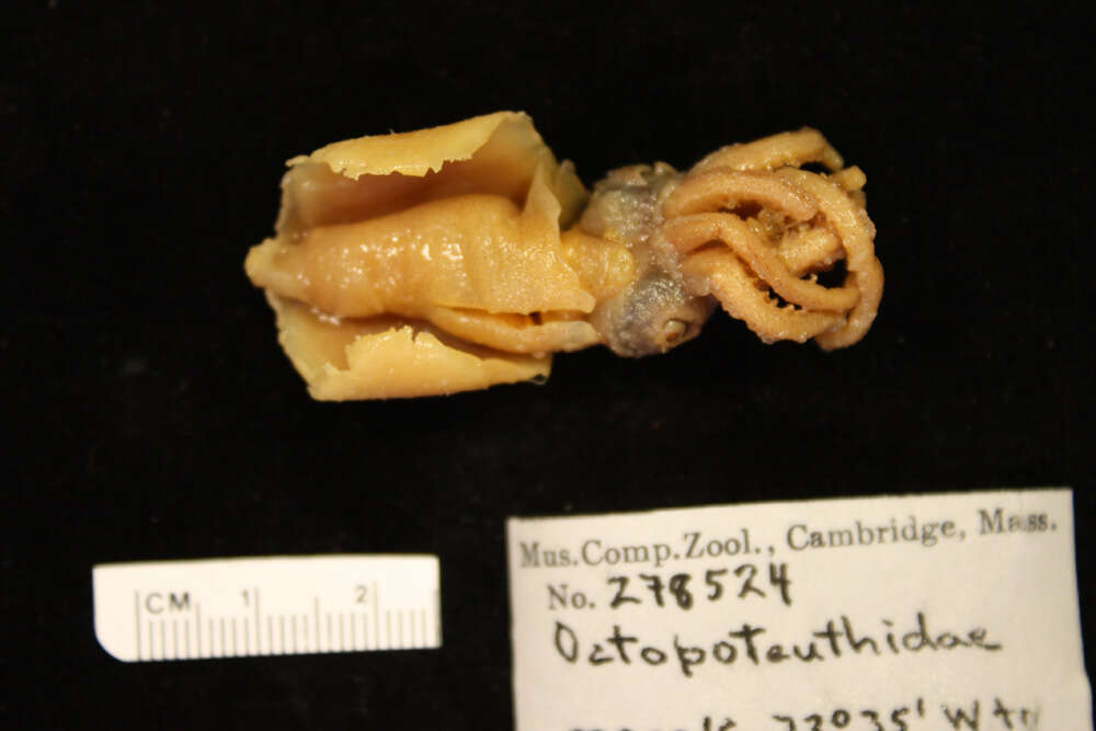 Image de Octopoteuthidae Berry 1912