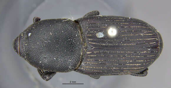 Image of Sisal Weevil