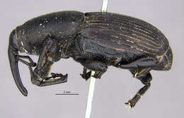 Image of Sisal Weevil