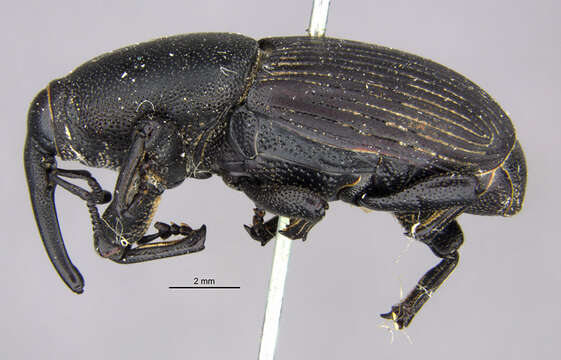 Imagem de Scyphophorus acupunctatus Gyllenhal 1838