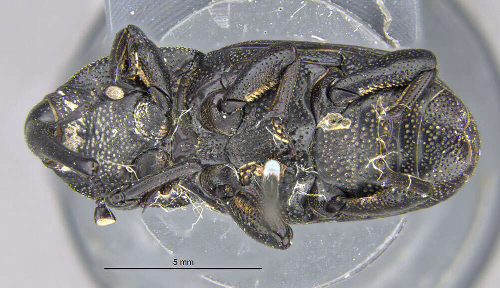 Image of Sisal Weevil