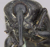 Image of Sisal Weevil