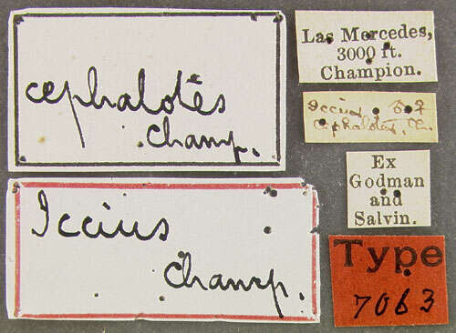 Image of Iccius Champion 1886