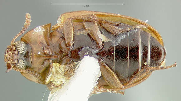 Image de Phaleria panamensis Champion 1886