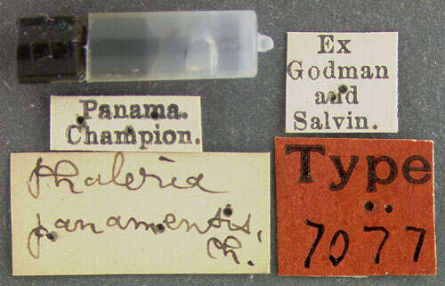Image of Phaleria panamensis Champion 1886