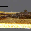 Image of <i>Spalacopsis suffusa</i> Newman 1842