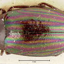 Image of Apsida punctipennis Champion 1886