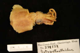 Image de Octopoteuthidae Berry 1912
