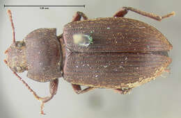 Image of Blapstinus grandis Champion 1885