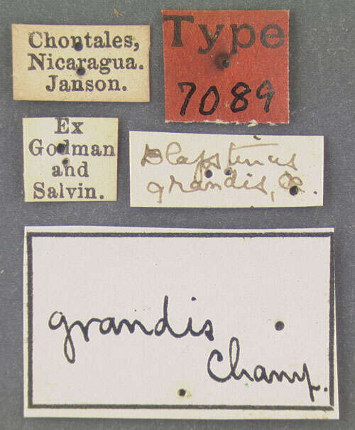 Image de Blapstinus grandis Champion 1885