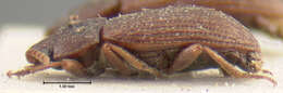 Image of Blapstinus egenus Champion 1885