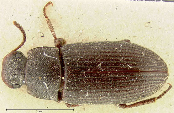 Image of Blapstinus atratus Champion 1885