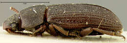 Image of Blapstinus atratus Champion 1885