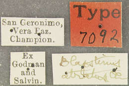 Image of Blapstinus atratus Champion 1885