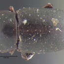 Image of <i>Conibus brunnipes</i>