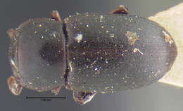 Image of <i>Conibus brunnipes</i>