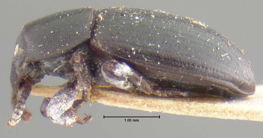 Image of <i>Conibus brunnipes</i>