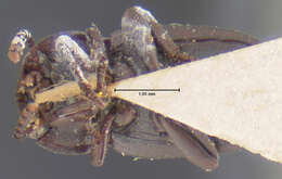 Image of <i>Conibus brunnipes</i>