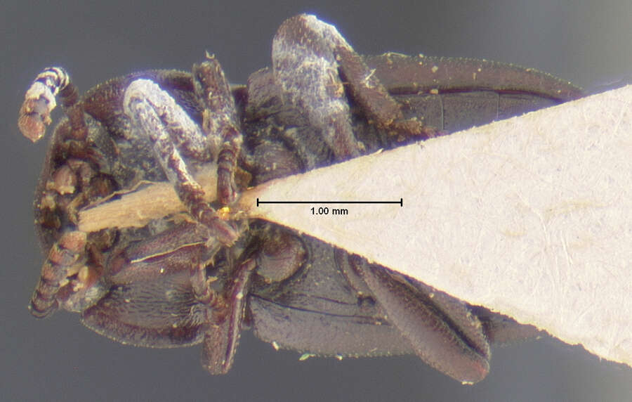 Image of <i>Conibus brunnipes</i>