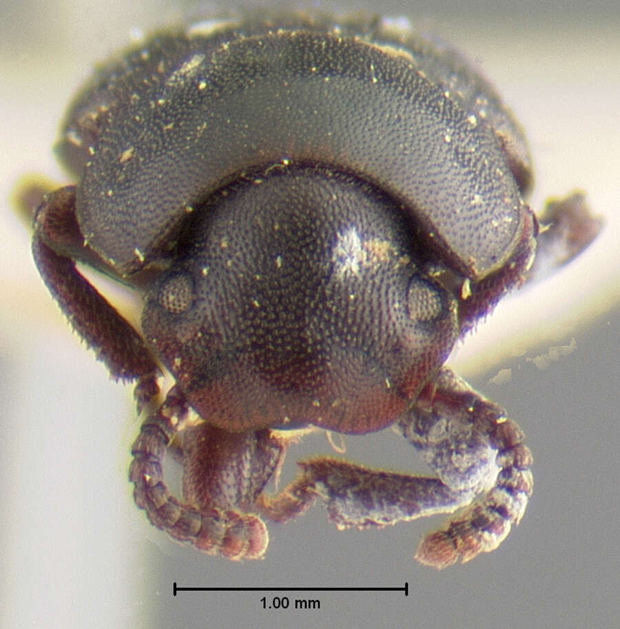 Image of <i>Conibus brunnipes</i>