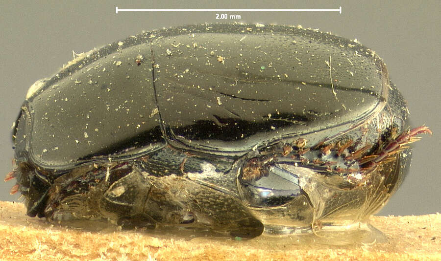 Image of Hypocaccus (Baeckmanniolus) varians (Schmidt 1890)