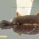 صورة Pseudaptinus (Pseudaptinus) thaxteri Darlington 1934