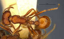 Image of Western Harvester Ant