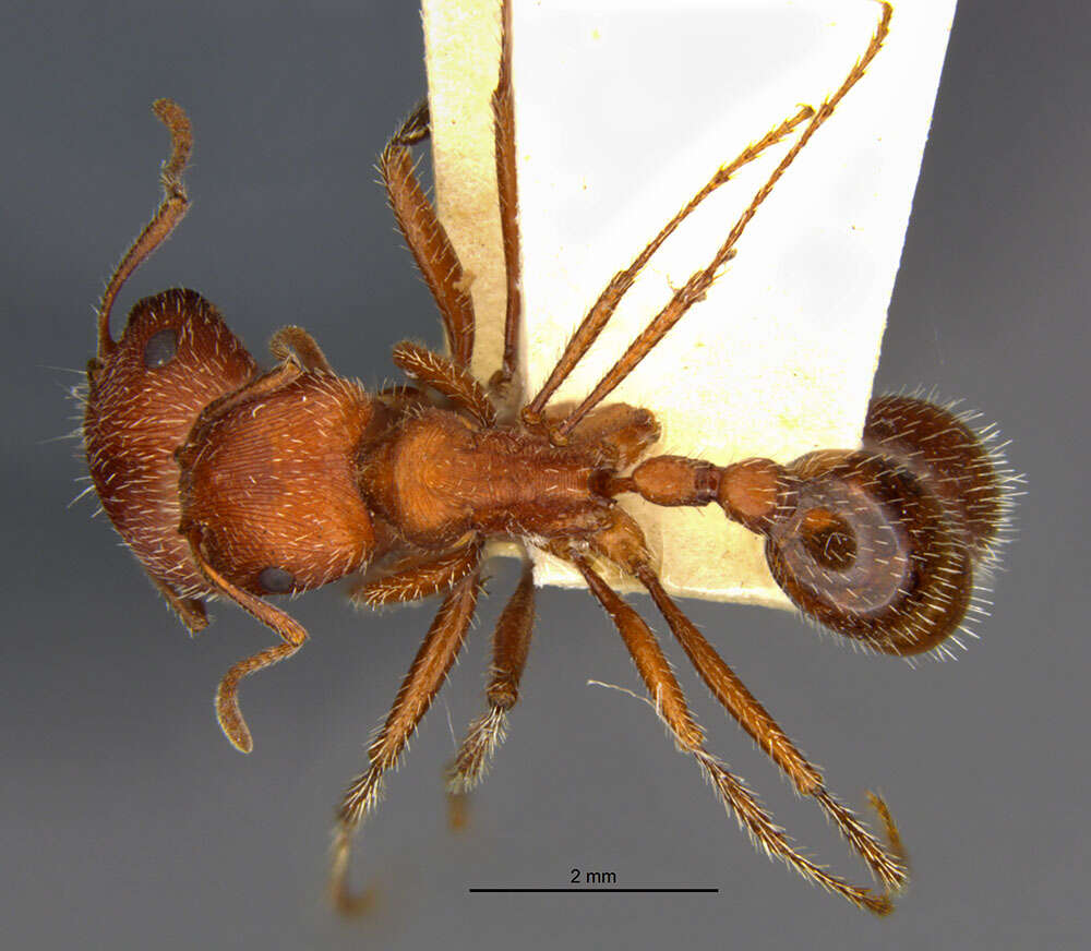 Image of Western Harvester Ant