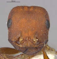 Image of Pogonomyrmex salinus Olsen 1934