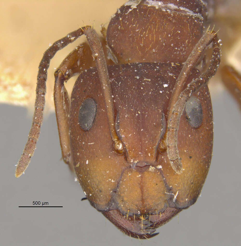 Image of Camponotus chazaliei Forel 1899