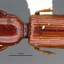 Clivina (Clivina) wiluna Darlington 1953的圖片