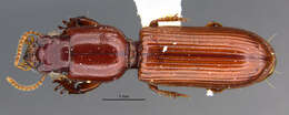 Image of Clivina (Clivina) wiluna Darlington 1953