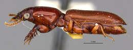 Image of Clivina (Clivina) wiluna Darlington 1953