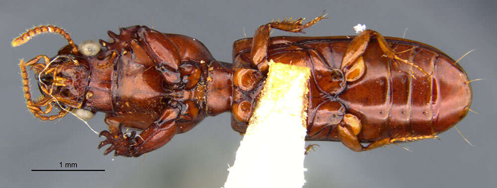 Image of Clivina (Clivina) wiluna Darlington 1953