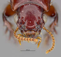 Image of Clivina (Clivina) wiluna Darlington 1953