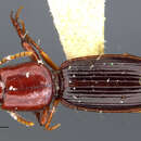 Image de Clivina (Clivina) grata Darlington 1953