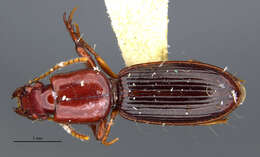 Image de Clivina (Clivina) grata Darlington 1953